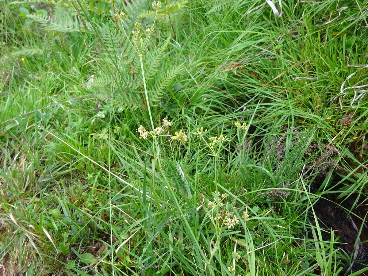 Oenanthe lachenalii (Apiaceae)